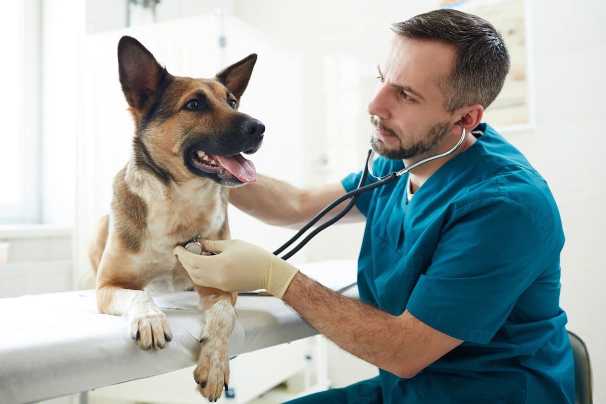 Clase 44 – Servicios médicos, veterinarios, estéticos